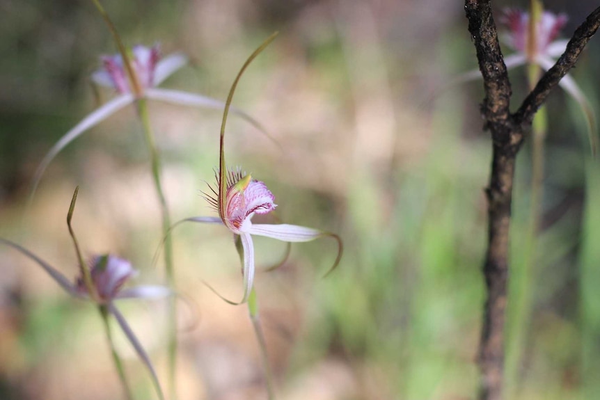 wildflower