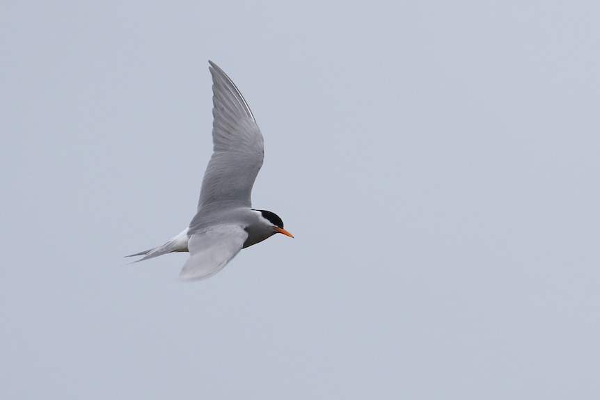 A bird captured flying through the air