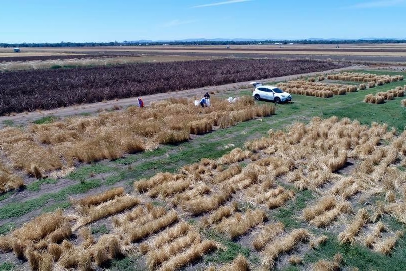 Australian Grain Genebank working out in the field at Horsham.