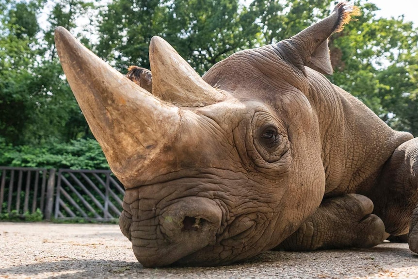 A black rhino lies on the ground staring at the camera.