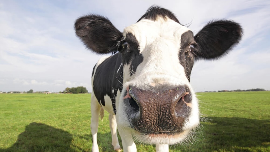 Dairy cow in a paddock.