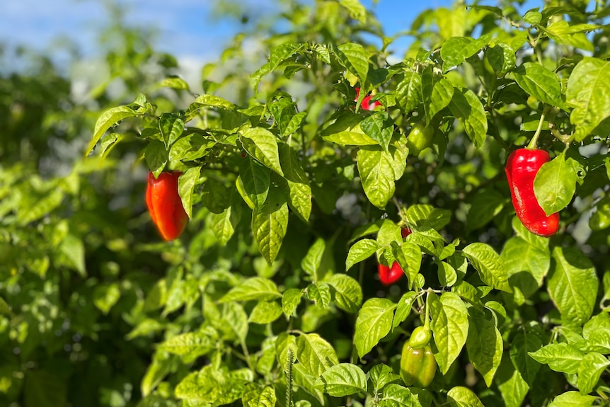 Photo of chillis on a bush in a paddock in Bundaberg.