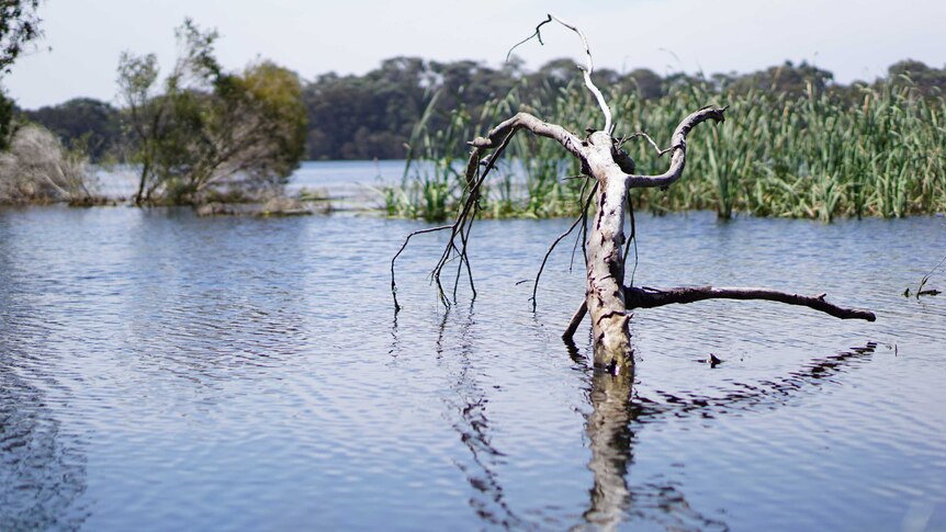 A dead tree pokes out of the water in a wetland with reeds and trees in the background.