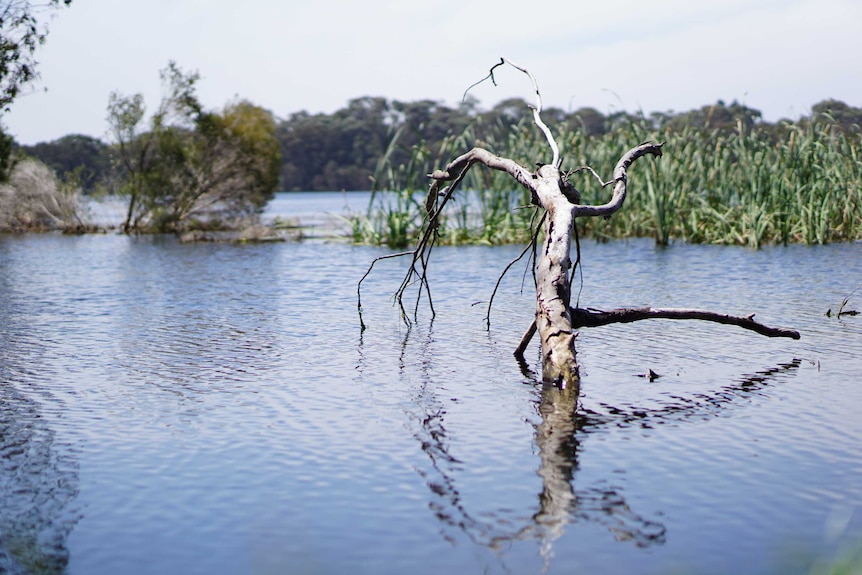 A dead tree pokes out of the water in a wetland with reeds and trees in the background.