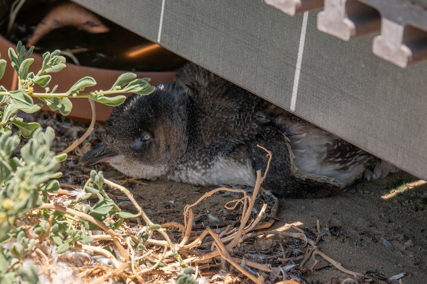 A wild little penguin rests under a boardwalk on a hot day.