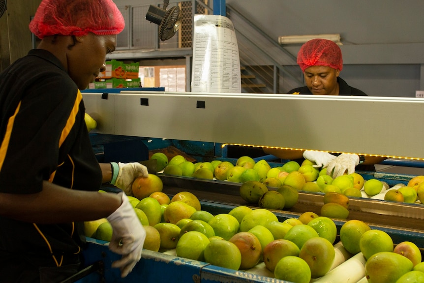 Two uniformed workers wearing hair nets and gloves inspect and sort green and yellow mangoes spread along a conveyor belt.