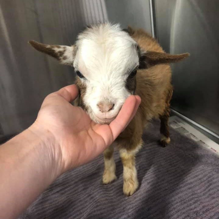 Pygmy goat Sage saved with blood transfusion by Guyra veterinarian ...