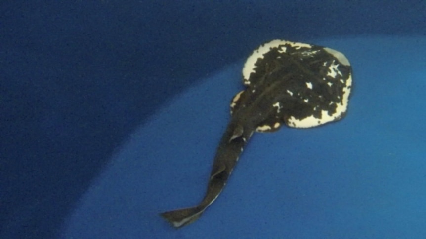 Suspected rare magpie fiddler ray