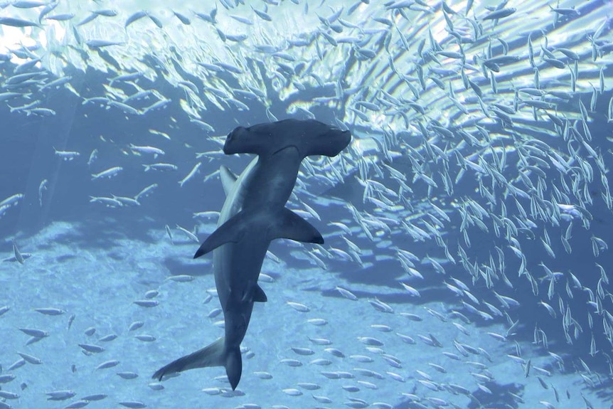 An underwater photo of a hammerhead shark swimming towards a school of small fish