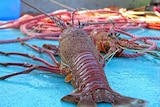 A large lobster on a trawler.
