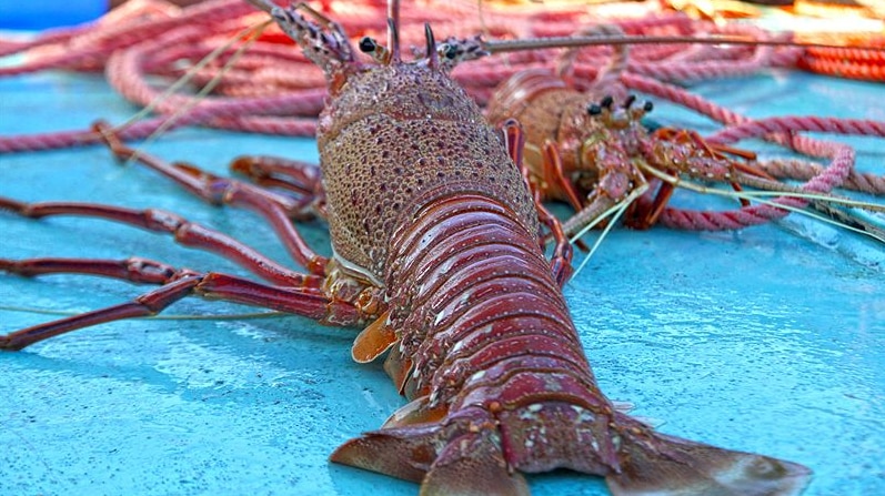 A large lobster on a trawler.