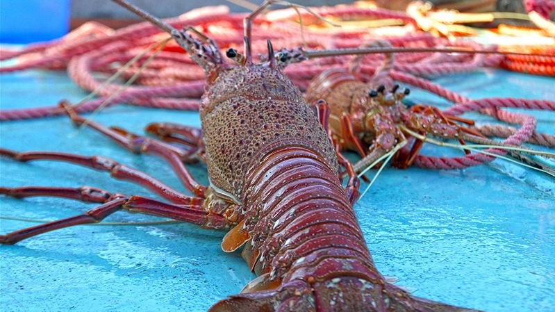 A large lobster on a trawler.