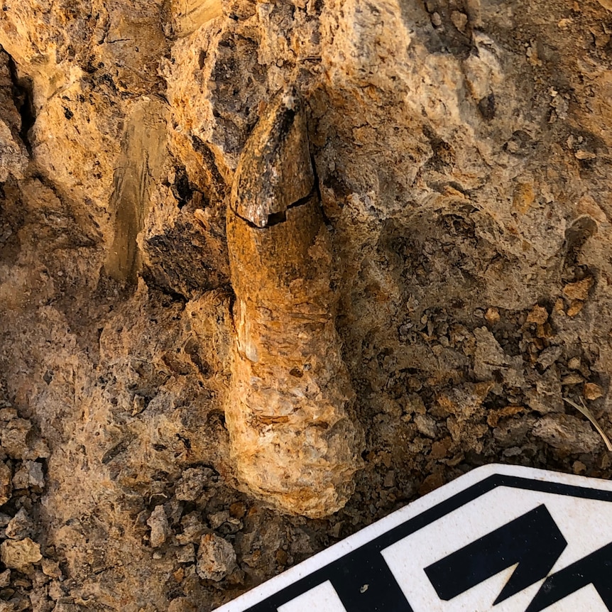 A brown, dirty, tooth shaped fossil stands in its place surrounded by dirt.