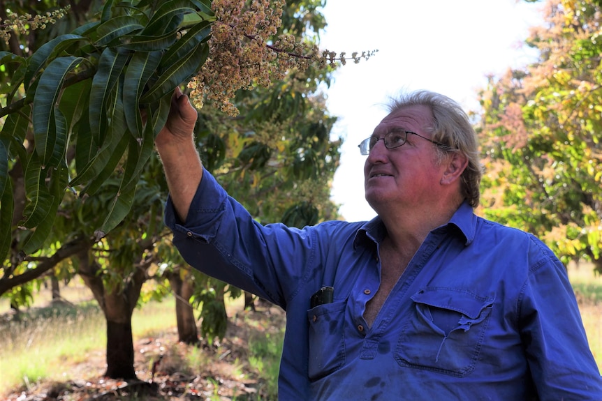 Older man with light hair and glasses looks above into lush flowering mango tree.