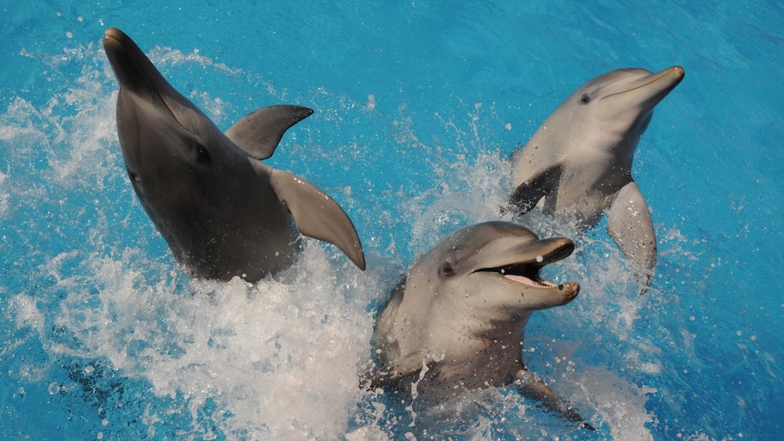 Three dolphins leaping out of a pool together.
