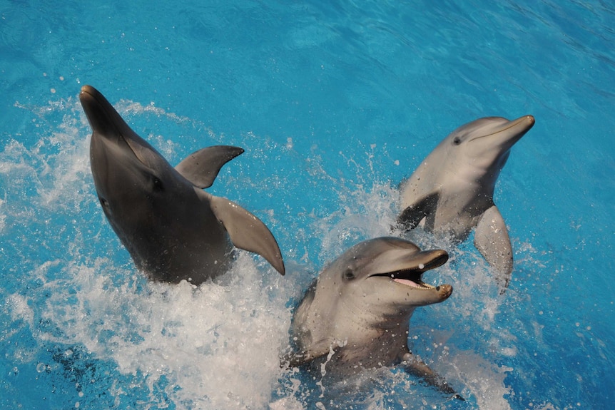 Three dolphins leaping out of a pool together.