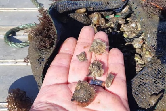 a closeup of a hand holding baby oysters