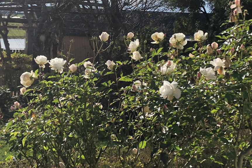 A bush covered in white flowers.