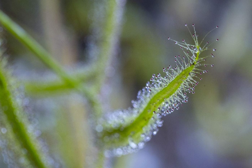 A closeup of a tiny insect trapped in a Drosera tendril.