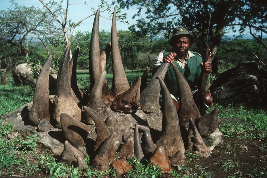 Pile of rhinoceros horn.