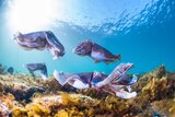 Four Giant Australian cuttlefish are seen close up at a low angle under water. they are purple and grey in colour.