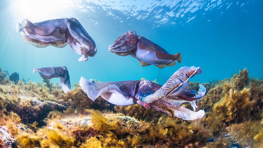 Four Giant Australian cuttlefish are seen close up at a low angle under water. They are purple and grey in colour.