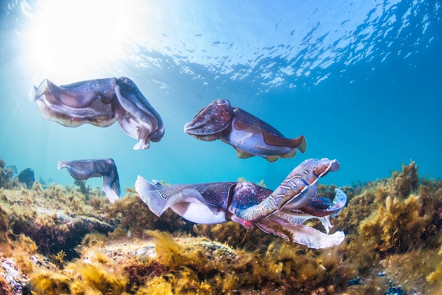 Four Giant Australian cuttlefish are seen close up at a low angle under water. they are purple and grey in colour.