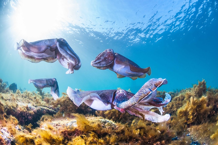 Cuatro sepias australianas gigantes se ven de cerca en un ángulo bajo bajo el agua.  son de color púrpura y gris.