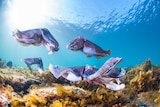 Four Giant Australian cuttlefish are seen close up at a low angle under water. they are purple and grey in colour.