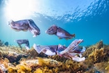 Four Giant Australian cuttlefish are seen close up at a low angle under water. They are purple and grey in colour.