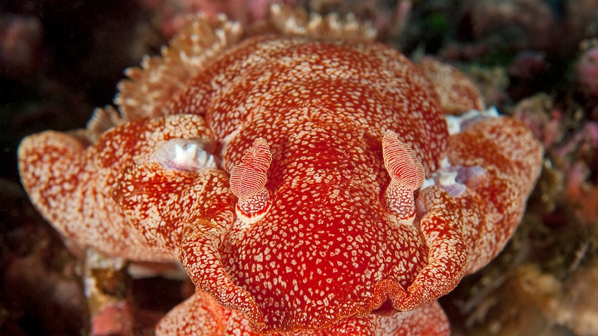 The Hexabranchus sanguineus sea slug is also known as the Spanish Dancer