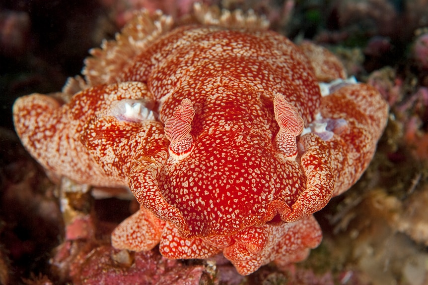 The Hexabranchus sanguineus sea slug is also known as the Spanish Dancer