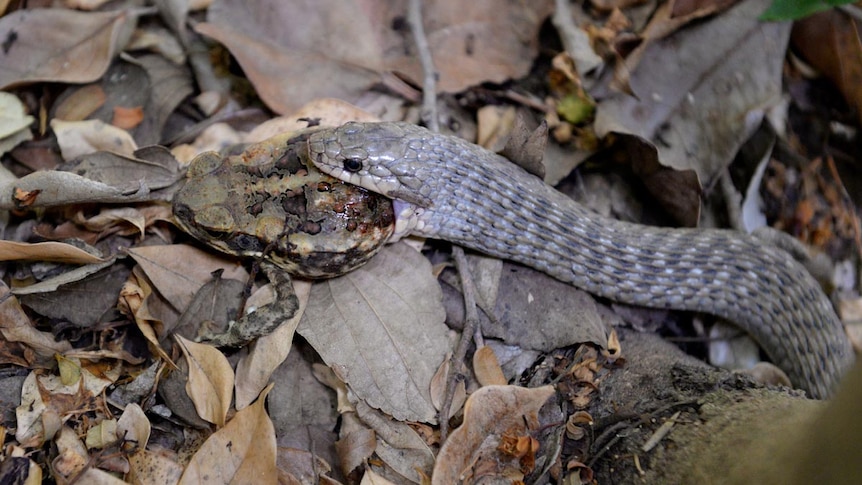 A keelback snake devours a cane toad.