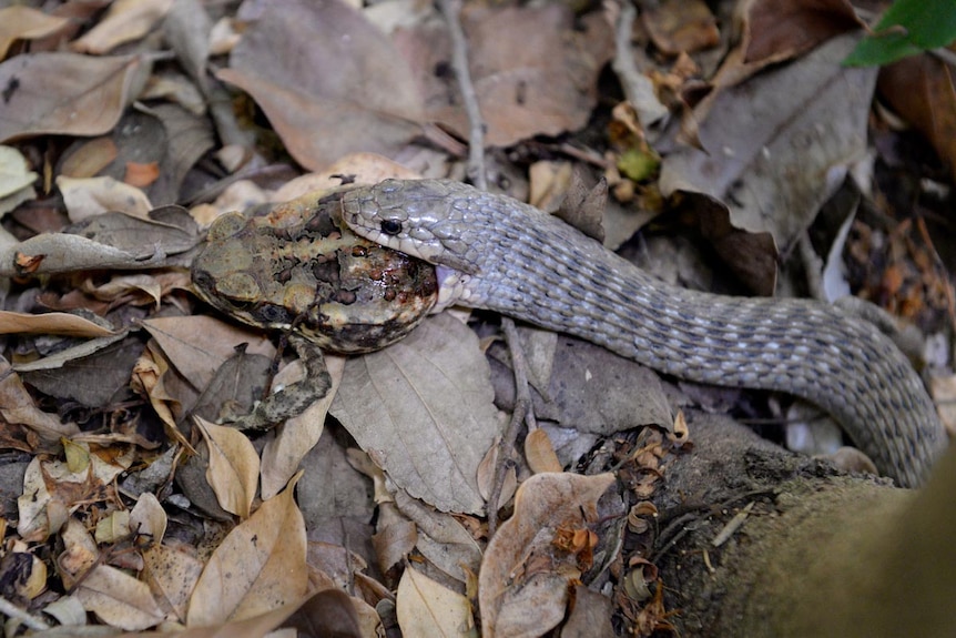 A snake with half a toad sticking out its mouth.