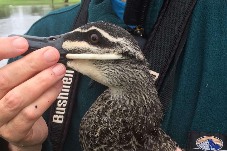 Bird with plastic ring wrapped around its head and beak.