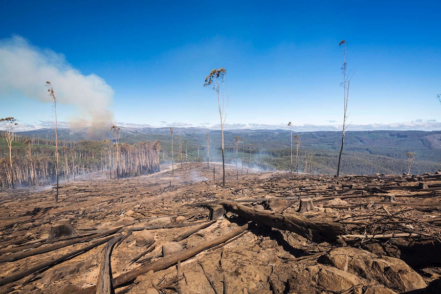 A logging coupe in the Royston Range.