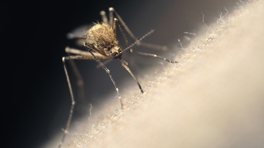 A mosquito on white material