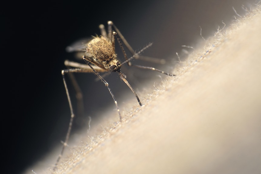 A mosquito on white material