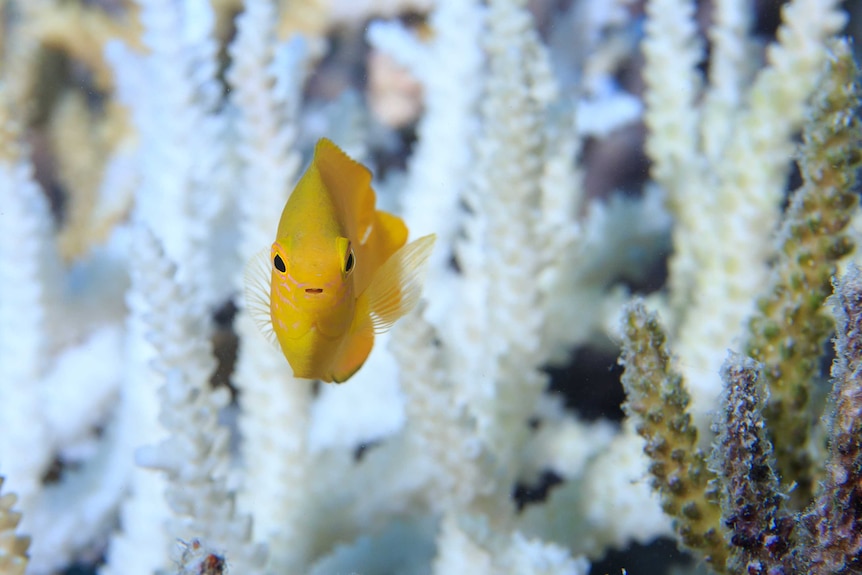 Image of yellow fish against backdrop of coral.