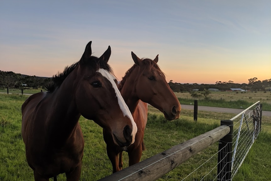 Two thoroughbred horses standing next to a fence in a paddock