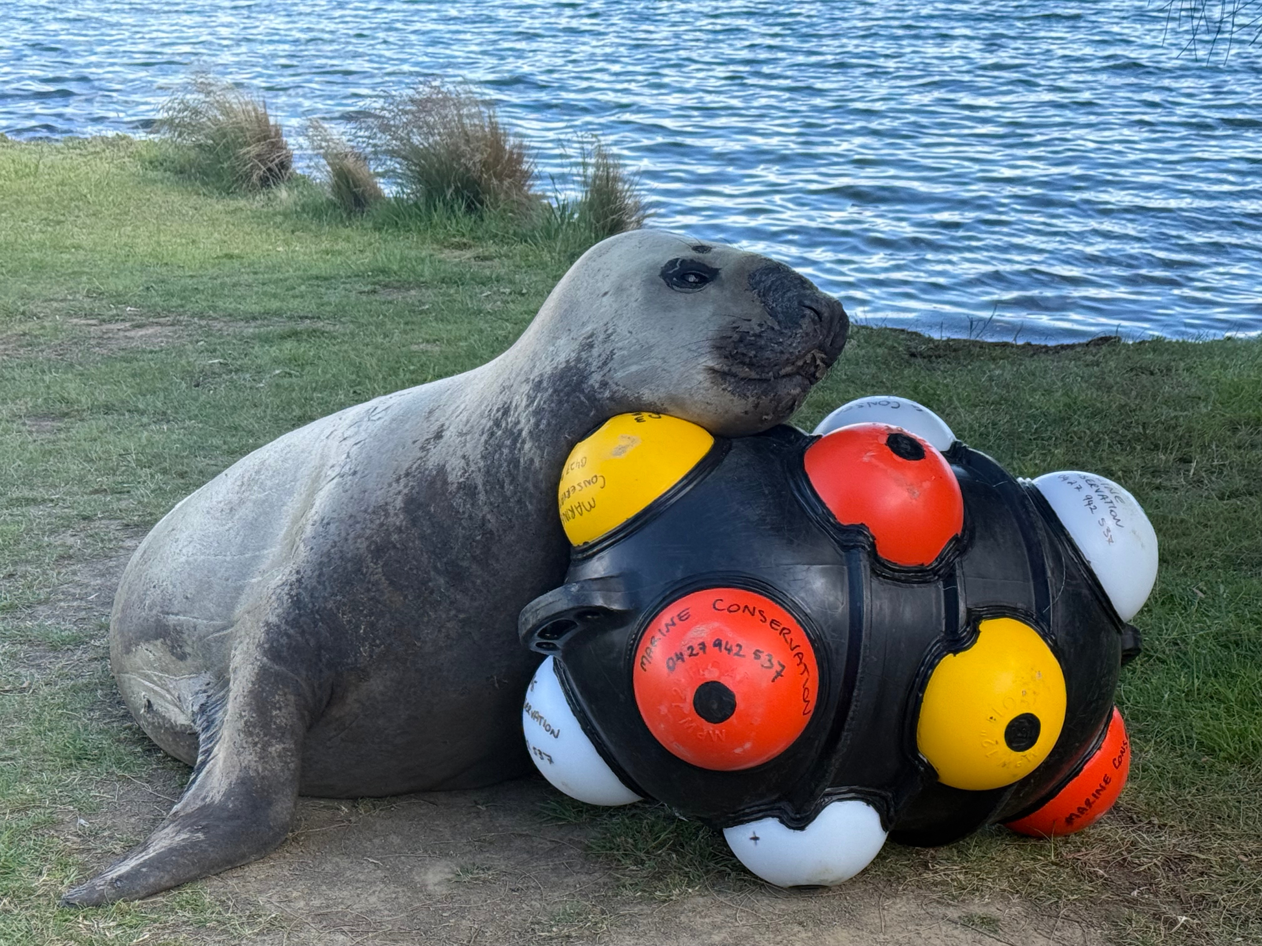 Inside the 'arms race' to create a new fight toy for a growing Neil the seal