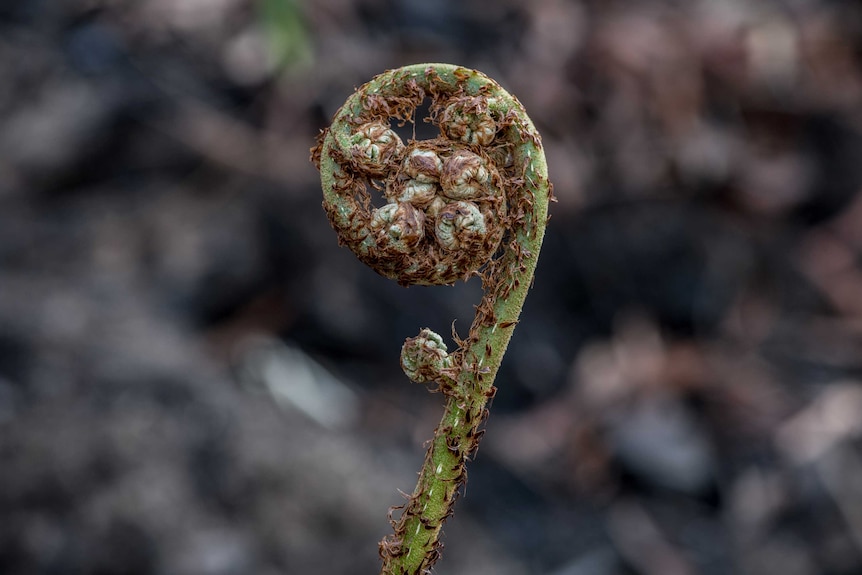 A small coil of frond starts to unwind.