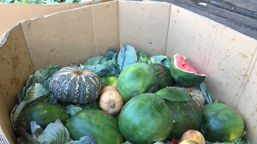 Rotting watermelons and pumpkins in a cardboard box at Sydney Markets