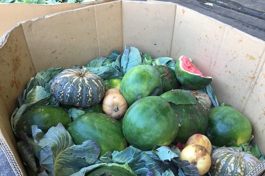 Rotting watermelons and pumpkins in a cardboard box at Sydney Markets