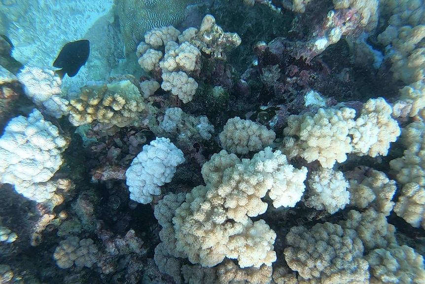 An underwater photo of bleached coral.