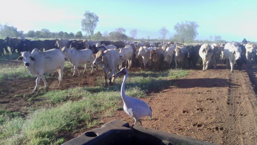 Brollie the Brolga walking in front of cattle at Fort Constantine station near Cloncurry.