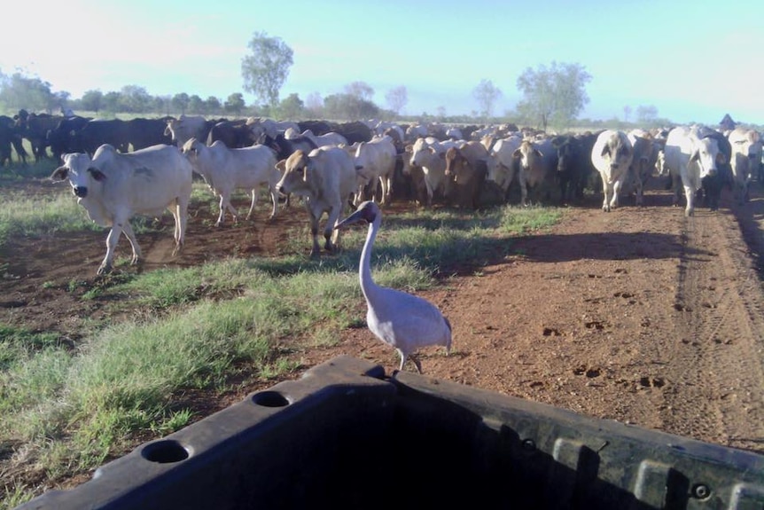 Brollie the Brolga walking in front of cattle at Fort Constantine station near Cloncurry.