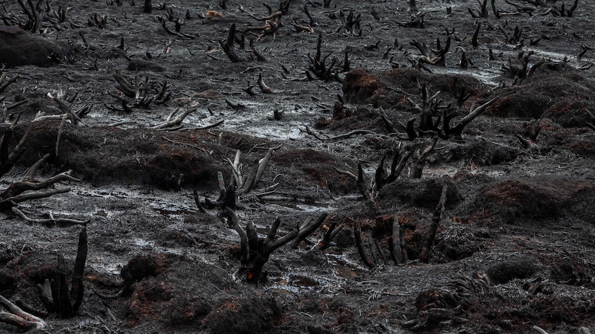 Ecologists says the Tasmanian bushfires were a sign of climate change