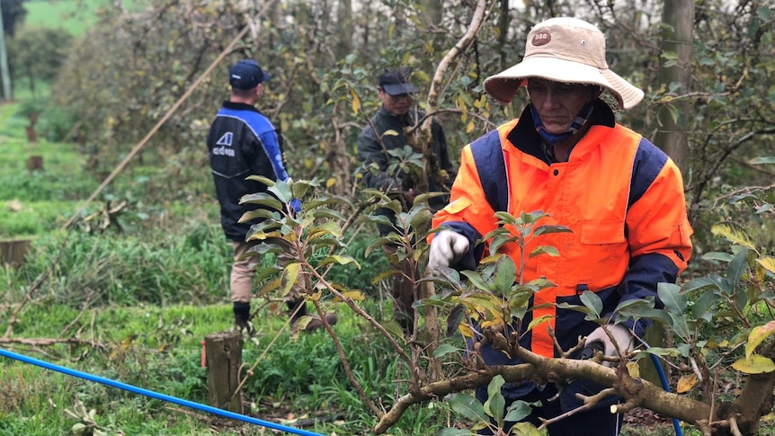 Workers pruning apple trees in an orchard