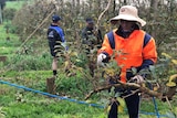 Workers pruning apple trees in an orchard